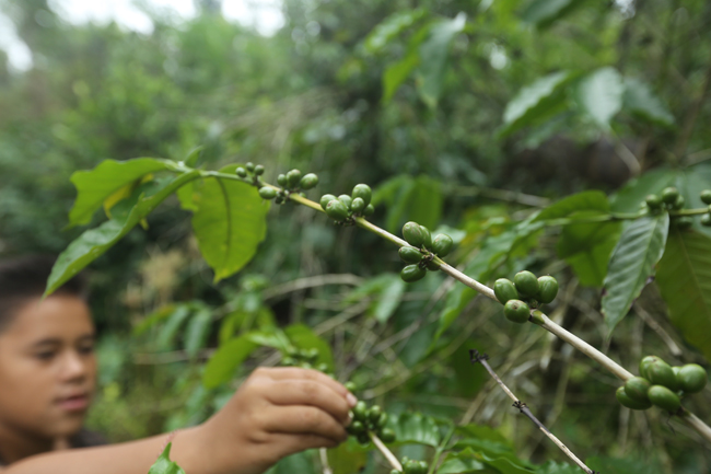 Aroma Kopi Berkah Petani