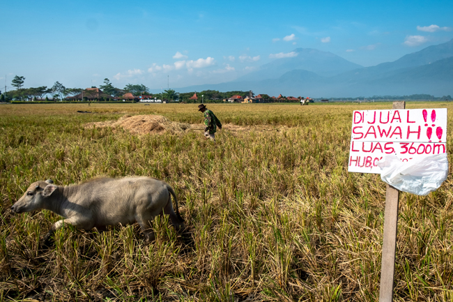 Badan Pusat Statistik: Luas Lahan Baku Sawah Terus Menurun